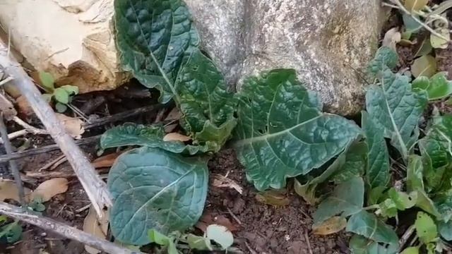 Проверим мандрагору.Кабачок.Plot of Mandrake#сад#мандрагора#море#горы#прогулка#Review смотреть онлайн