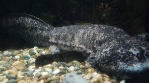 Гигантская САЛАМАНДРА!