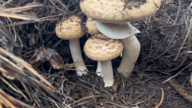 Лесные #шампиньоны 13го апреля! #agaricus смотреть онлайн