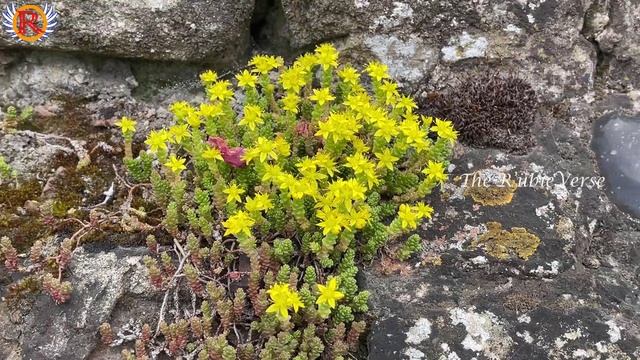 Sedum Aurea 'Yellow' Flowers | Sedum Acre Aureum Yellow