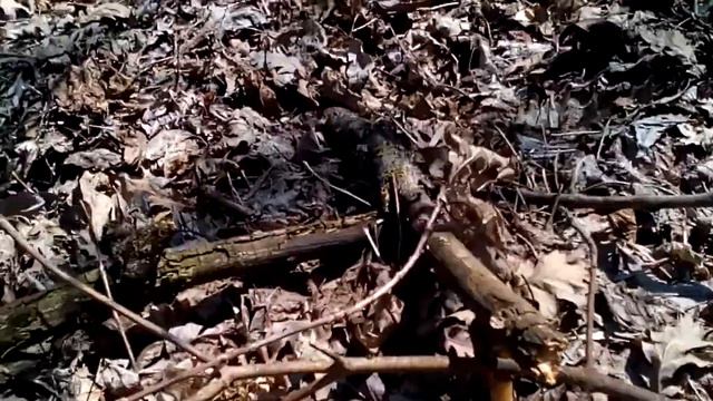 Сморчки сбор отличия смотреть онлайн