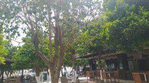 Що наливають в барах Selcukhan Hotel 4* Beldibi Kemer Antalya  Сельчукхан Отель Кемер.