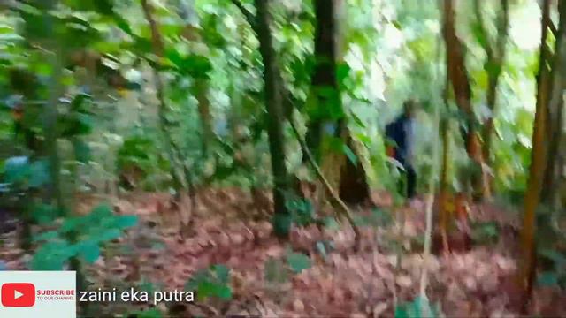 BUNGA LANGKA DAN TERBESAR DI DUNIA || RAFLESIA ARNOLDI TUMBUH MEKAR DI TNBBS смотреть онлайн