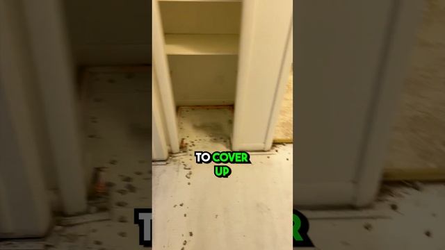 Removing Cat Pee Smell смотреть онлайн