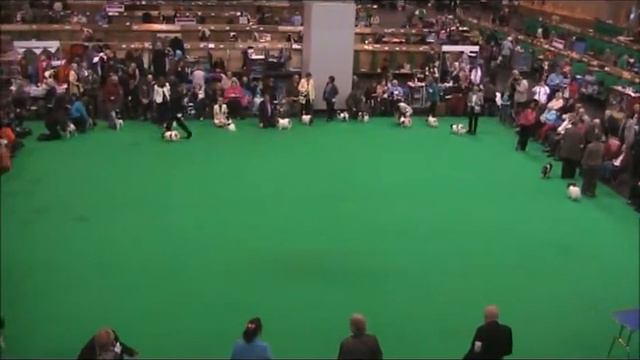 Crufts 2011 papillons open class 1 смотреть онлайн
