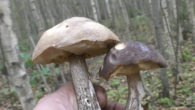 25 Сентября. Грибы Подмосковья. Подберёзовики. смотреть онлайн