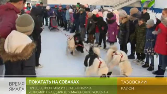 Эх, прокачу! Тазовские школьники катаются на собаках смотреть онлайн