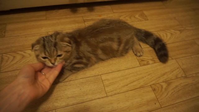 ? Спасение котенка - уксус попал в глаз! смотреть онлайн