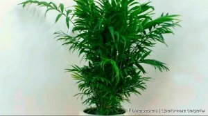 ОБЯЗАТЕЛЬНО ПОСТАВЬТЕ ЭТИ ТЕНЕЛЮБИВЫЕ ЦВЕТЫ ДОМА ЕСЛИ В НЕМ МАЛО СОЛНЦА! Теневыносливые растения