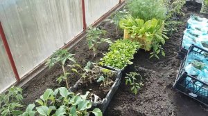 Совместные посадки в теплице практикую давно.