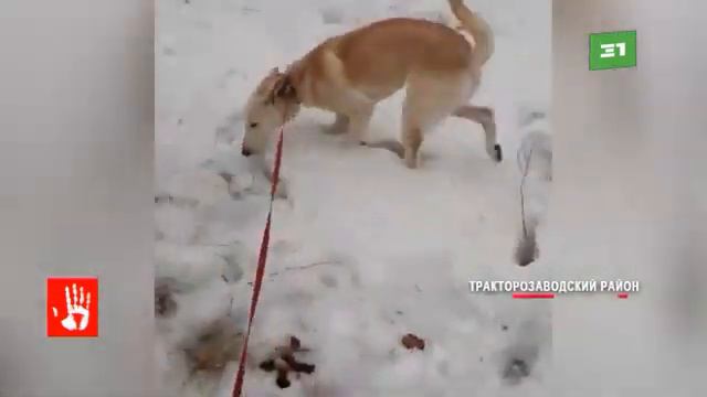 Спасённого от гибели щенка пытаются пристроить в добрые руки смотреть онлайн