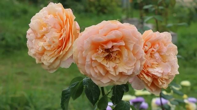 ЧЕРЕНКОВАНИЕ РОЗ ОСЕНЬЮ. ПРОСТОЙ И ЭФФЕКТИВЫЙ СПОСОБ РАЗМНОЖЕНИЯ РОЗ! смотреть онлайн