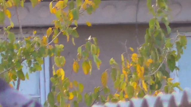 Поймал Чужого Голубя Сизака,Чей голубь пусть придёт Заберёт,Whose Dove May Come Take Pigeons