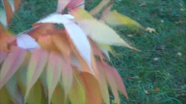 Осенняя прогулка Теплый октябрь Многодетная семья Секан 10 детей смотреть онлайн