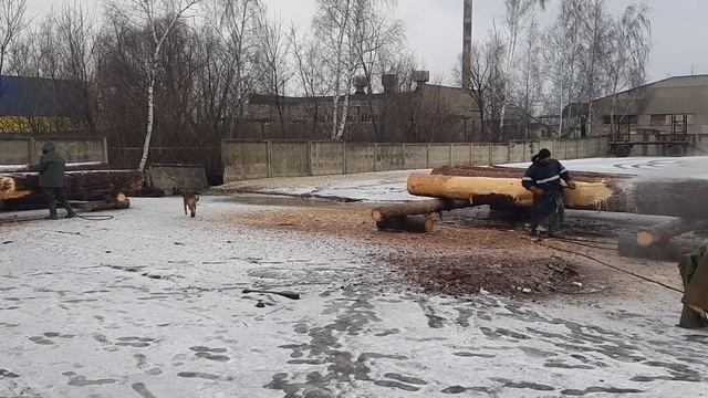 Окорка бревна водой