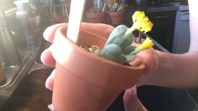 Conophytum Watering And Care Part 1 of 2 смотреть онлайн