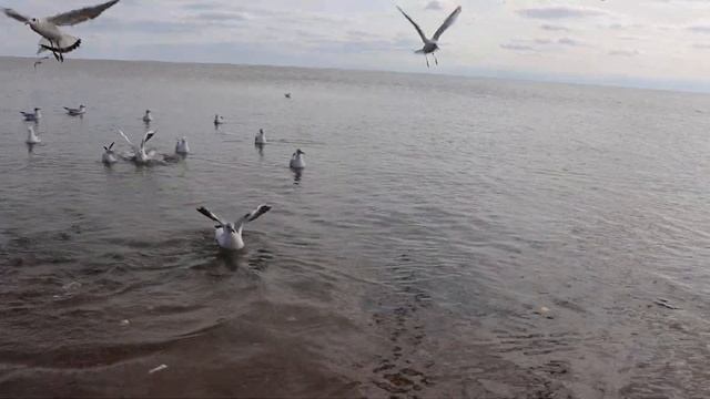 Кормлю чаек на городском пляже Мариуполя (19.09.2020) смотреть онлайн