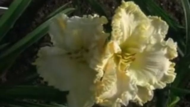 Лилейник daylily VOILA FRANCOIS смотреть онлайн