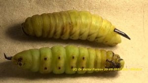 Как Бражники Окукливаются? Как Гусеницы Сиреневого Бражника Готовятся Стать Куколками?