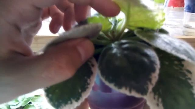 Что случилось с фиалками на фитильном поливе! Результат впечатляет! смотреть онлайн