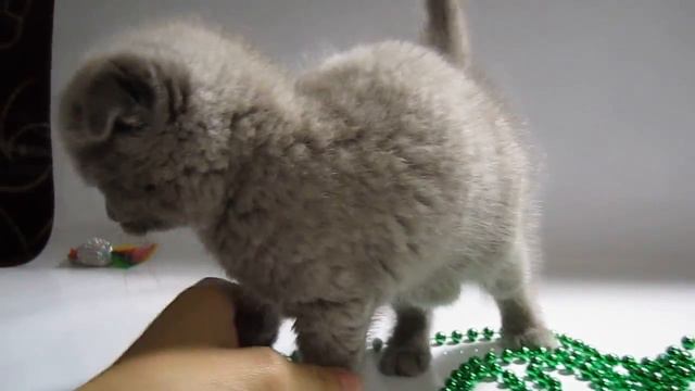 Лиловая девочка))) смотреть онлайн