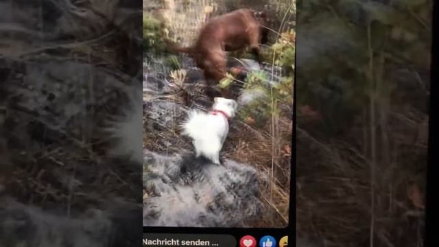 Hunde Paradies смотреть онлайн
