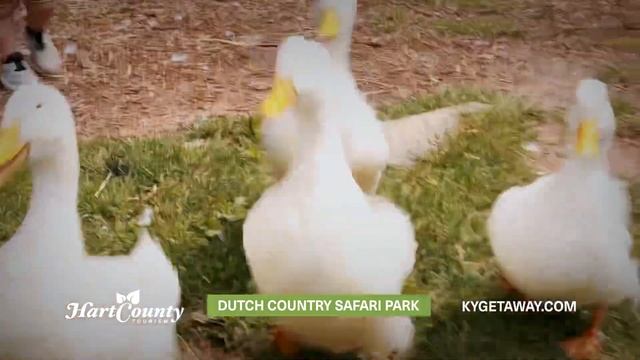 Dutch Country Safari Park in Horse Cave, Kentucky смотреть онлайн