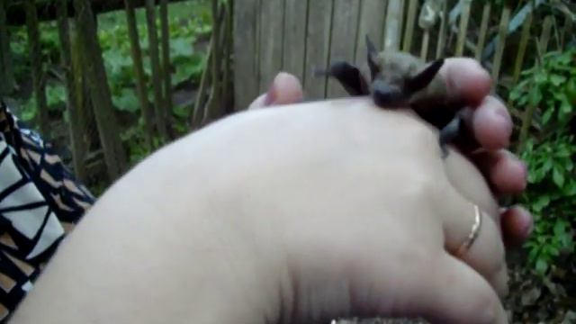 летучая мышь смотреть онлайн