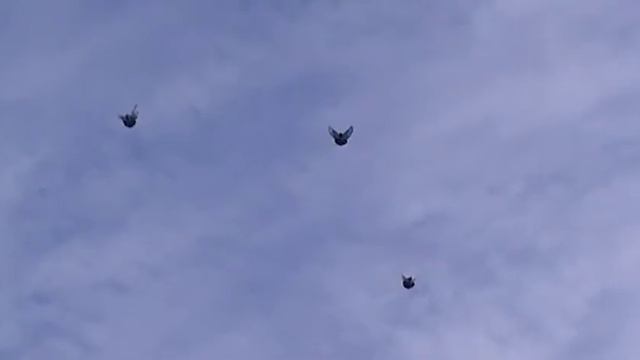 Голуби 19 09 17 смотреть онлайн