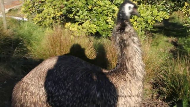 Эму в зоопарке смотреть онлайн