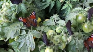 Как вырастить бабочек дома