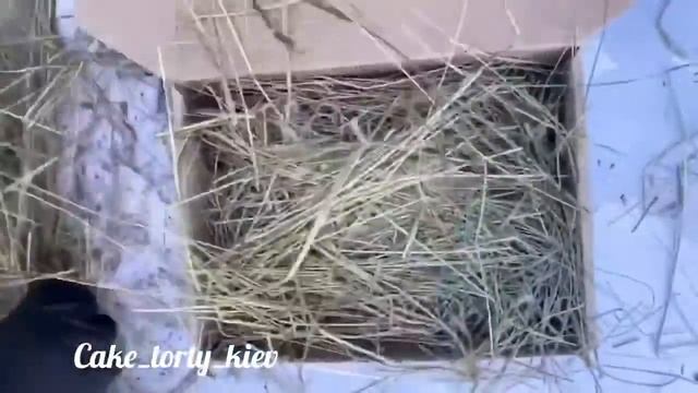 Как упаковать пряники на почту. Как упаковать посылку. смотреть онлайн