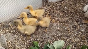 Кормушки для Утят. Какие Выбрать . Куры не Несутся / Обзор /