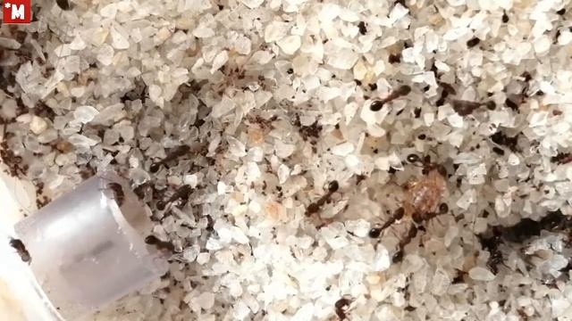 Муравьи Tetramorium bicarinatum. Несколько минут из жизни. Танец Сиртаки. смотреть онлайн