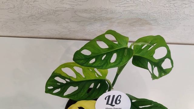 ЦветыВместе - Эксклюзив Monstera Obliqua Monkey Mask Variegata Монстера Обликва Манки Маск Вариегат