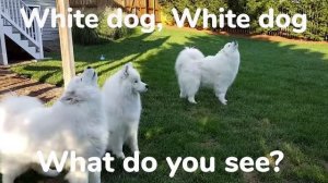 Brown Bear, Brown Bear, What Do You See? (Read Aloud)