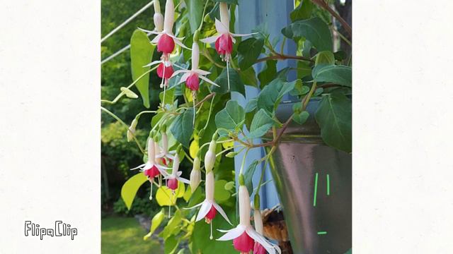 I took a pic at our german pearls aka fuchsia for ScizzorCut смотреть онлайн