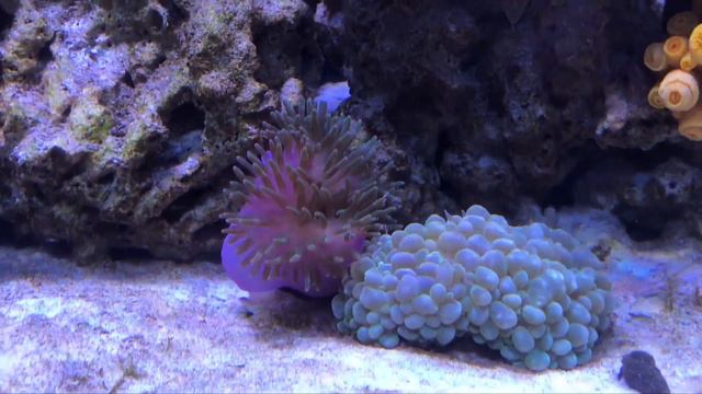 Adding a green and rose bubble tip sea anemones & a grandis palythoa and zoanthids (live corals) смотреть онлайн