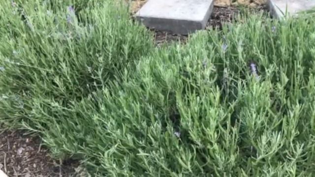 Лаванда уход и посадка смотреть онлайн