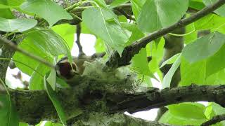Щегол (Carduelis Carduelis)