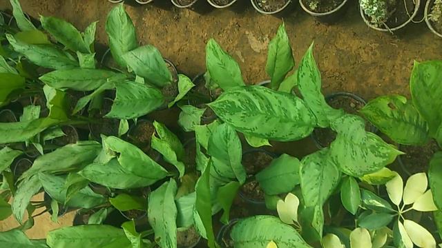 Aglaonema Plant Plant Names With Pictures To Grow At Home Indoor Plants Images смотреть онлайн