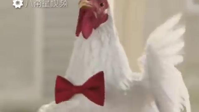 Рэп петуха и куриц Куриц смотреть онлайн