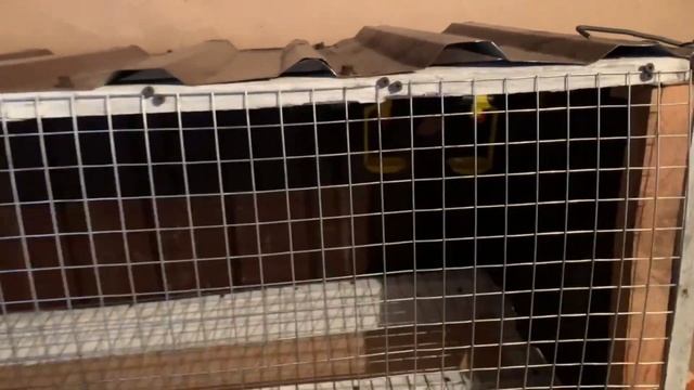 Обзор курятника-клетки на 5 кур из подручных материалов своими руками с яйцесборником смотреть онлайн