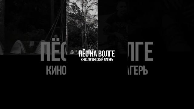 Фотосессия с собакой. Дрессировочный лагерь «Пёс на Волге» смотреть онлайн