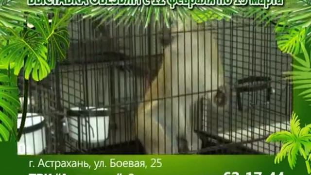 Астрахань Выставка обезьян смотреть онлайн