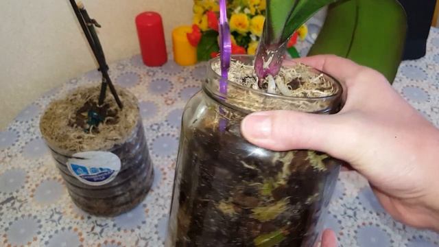 Всё о фузариозе орхидей!!! смотреть онлайн
