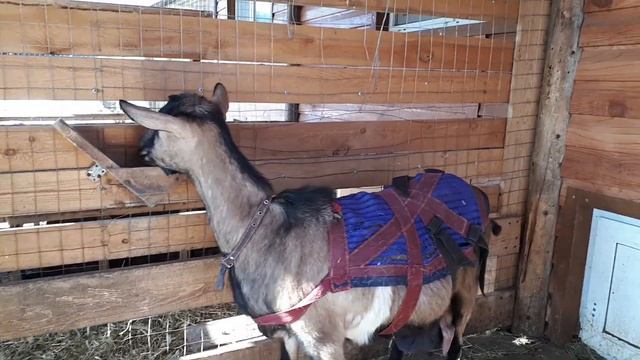 Выгнала кур. Молоко вроде есть, но молака как бы нет. Козы массажисты. Гуляем. смотреть онлайн
