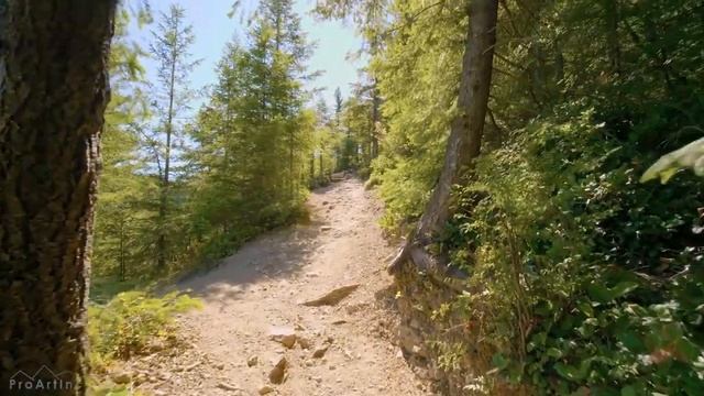 Виртуальная прогулка по лесу смотреть онлайн