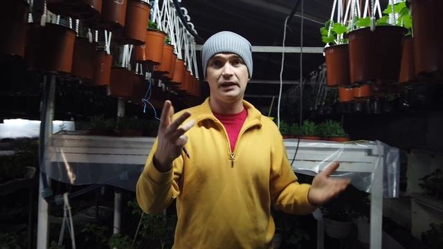 Получили ЧЕРЕНКИ АМПЕЛЬНОЙ ПЕТУНИИ(сурфинии) и что теперь с ними делать? Совместная закупка. смотреть онлайн