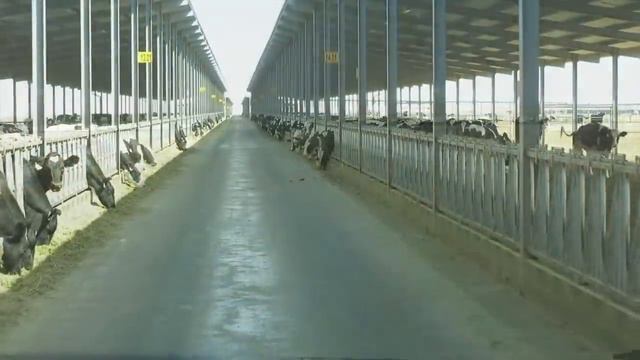 Almarai Al Badiah farm in Saudi Arabia смотреть онлайн